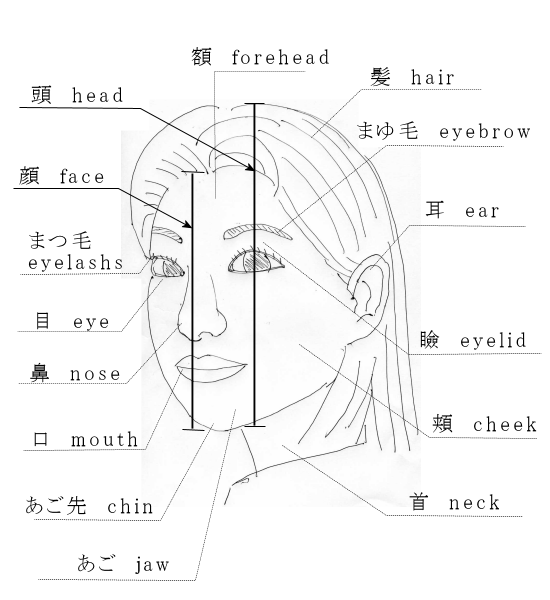 英会話 身の回りの英単語 顔