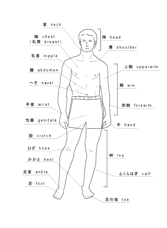 英会話 身の回りの英単語 人体